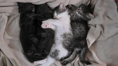 Sleeping kittens. Stock Footage 232692399