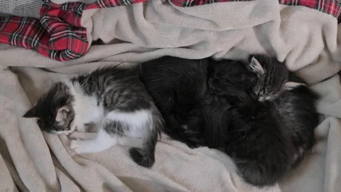 Sleeping kittens. Vídeo Stock 232945457