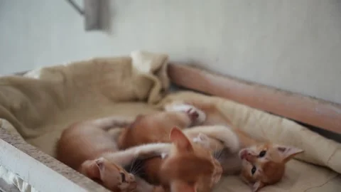 Sleeping Kittens Moving on Cushioned Pet Bed Indoor Close Up Stock Footage 335475407