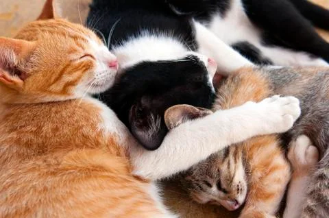 Sleeping kittens Stock Photos