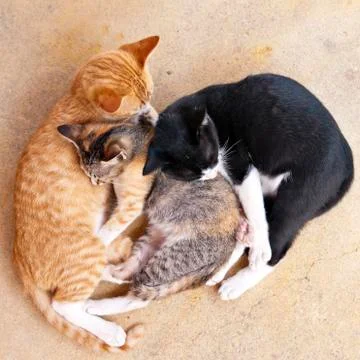 Sleeping kittens Stock Photos