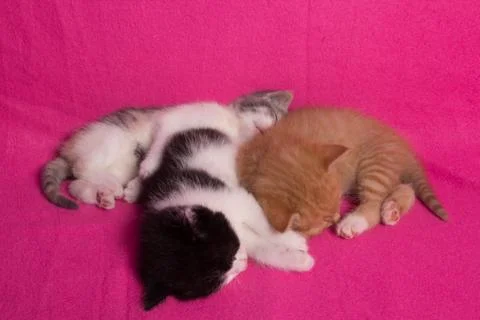 Sleeping kittens Stock Photos