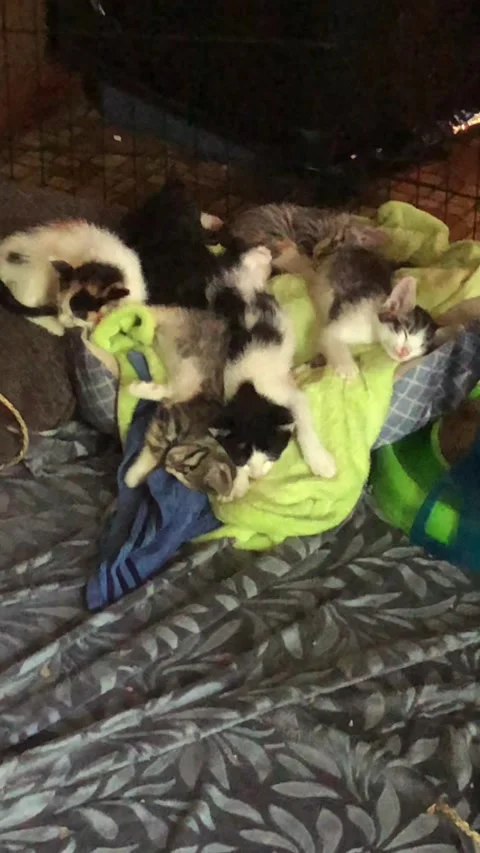 Sleeping Kittens Slowly Wake Up, De Soto, Missouri, USA - 08 Aug 2019 Stock Footage 320430892