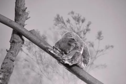 Sleeping Koala Bear Stock Photos