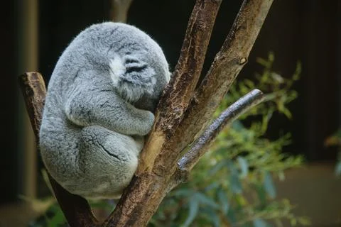 Sleeping koala bear Stock Photos