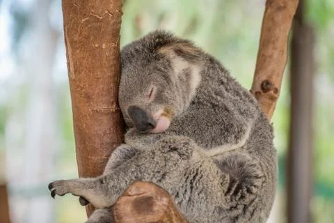 Sleeping Koala Bear in Tree Foto stock