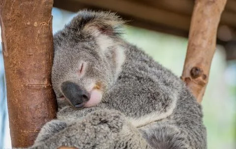 Sleeping Koala Bear in Tree Foto stock