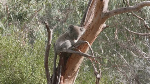 Sleeping koala on a branch Stock Footage 87724560