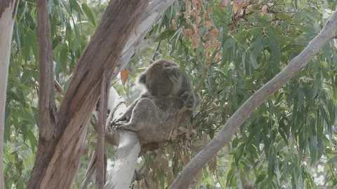 Sleeping koala on a branch Stock Footage 87724902