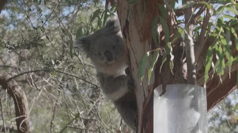 Sleeping koala on a branch Stock Footage 87726051