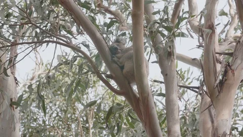 Sleeping koala on a branch Stock Footage 89483215