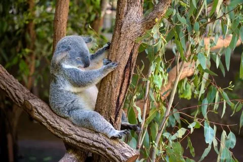 Sleeping koala on eucalyptus tree in Australia 写真素材
