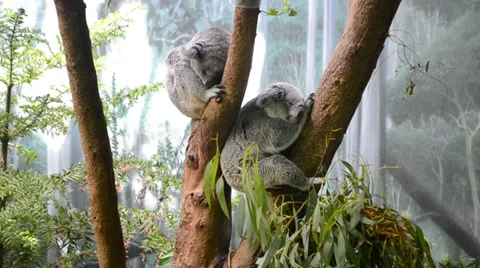 Sleeping Koala Stock Footage 37584938