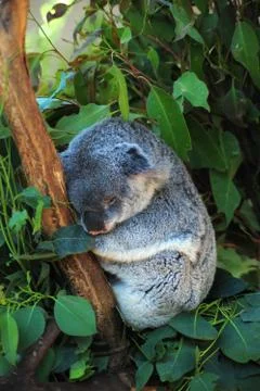 Sleeping koala Stock Photos