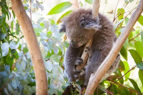 Sleeping koala Stock Photos