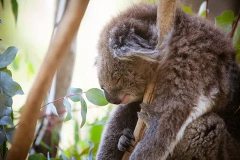 Sleeping koala Stock Photos