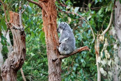 Sleeping Koala Fotos Stock