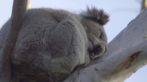 Sleeping Koala precariously perched in a tree Stock Footage 83867971