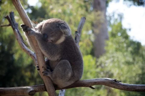 A sleeping koala on a tree branch Stock Photos