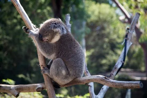 A sleeping koala on a tree branch Stock Photos