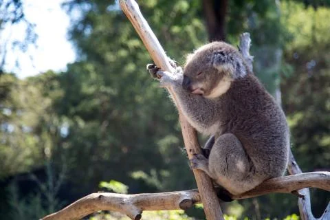 A sleeping koala on a tree branch Stock Photos