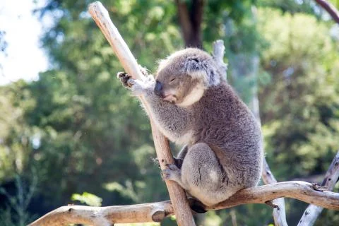 A sleeping koala on a tree branch Foto stock