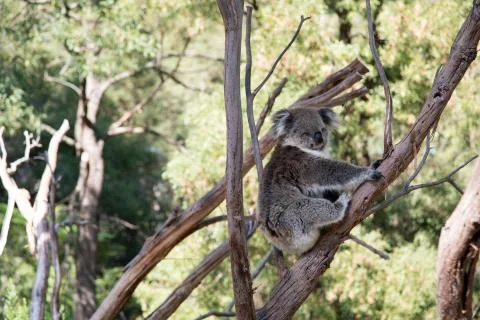 A sleeping koala on a tree branch 스톡 사진