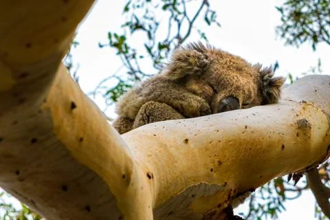 Sleeping koala in the tree Stock Photos