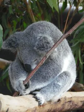 Sleeping Koala in Tree 스톡 사진