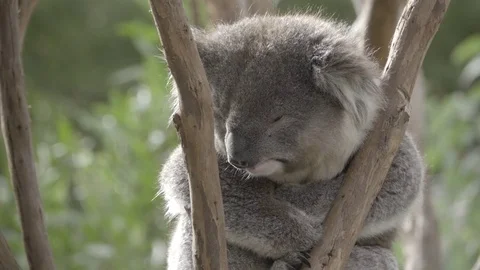 Sleeping Koala wedged in a tree Stock-Footage 83868465