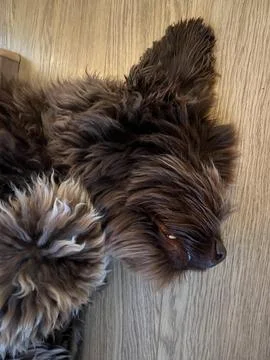 Sleeping labra doodle in awkward position Stock Photos