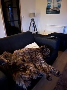 Sleeping Labra Doodle on the couch Stock Photos