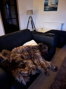 Sleeping Labra Doodle on the couch Stock Photos