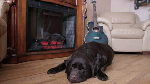 Sleeping Labrador 1 Stock Footage 71956555