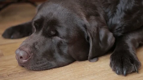 Sleeping Labrador Stock Footage 71956556