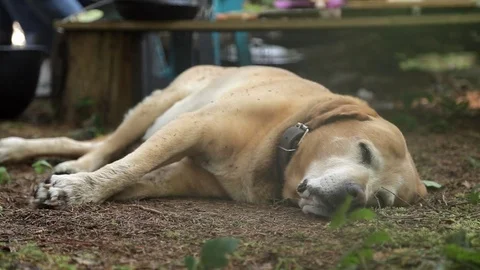 Sleeping labrador Stock Footage 73016695