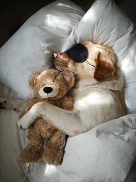 Sleeping Labrador hugging teddy bear with sleep mask in cozy bed Photos
