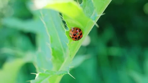 Sleeping Ladybug on Green Plant Leaf Macro Video Stockbeeldmateriaal 339026118
