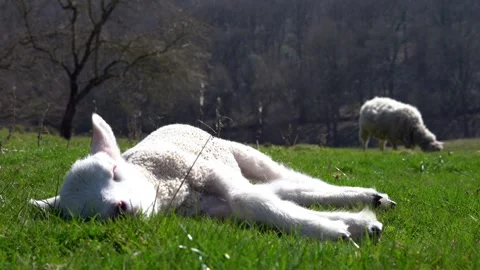 Sleeping lamb on a meadow Stock-Footage 304544940