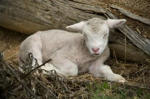 Sleeping lamb Stock Photos