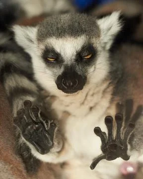 Sleeping Lemur  Fotos Stock
