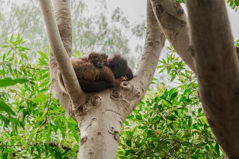 Sleeping Lemurs Nestled in Tree Fork Foto stock