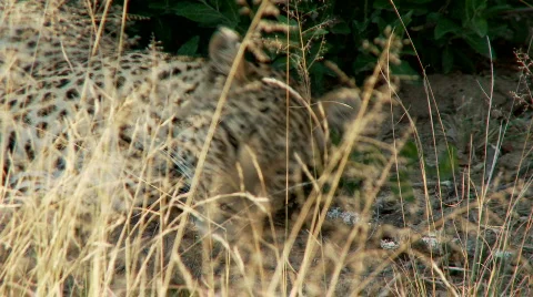 Sleeping Leopard 库存影片 587609