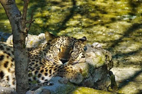Sleeping leopard on the grass 스톡 사진