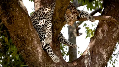 Sleeping Leopard Hanging in Tree Stock Footage 167867473