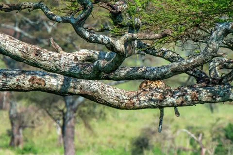 Sleeping leopard or Panthera pardus on a tree 写真素材