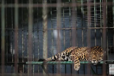 Sleeping leopard Stock Photos