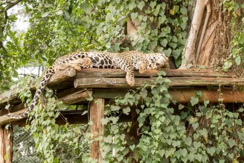 Sleeping Leopard Stock Photos