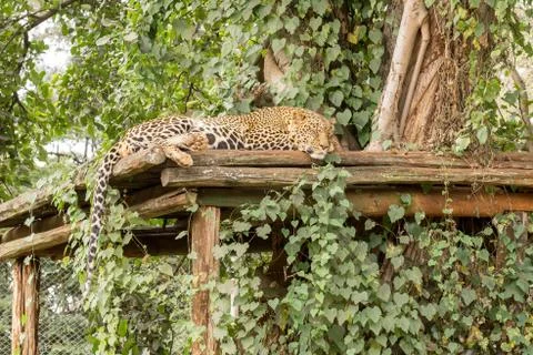 Sleeping Leopard Фото