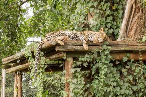Sleeping Leopard 스톡 사진